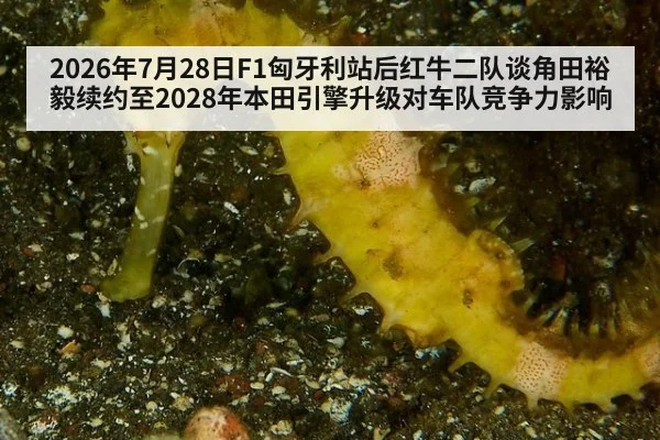 2026年7月28日F1匈牙利站后红牛二队谈角田裕毅续约至2028年本田引擎升级对车队竞争力影响